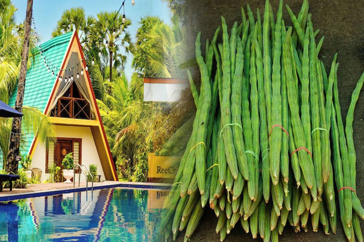 வாரத்திற்கு 2000 கிலோகிராம் ஏற்றுமதி..! விவசாயிகளுக்கு றீச்சா பண்ணையின் புதிய வாய்ப்பு | Richa Farm S New Opportunity For Farmers வாரத்திற்கு 2000 கிலோகிராம் ஏற்றுமதி..! விவசாயிகளுக்கு றீச்சா பண்ணையின் புதிய வாய்ப்பு | Richa Farm S New Opportunity For Farmers