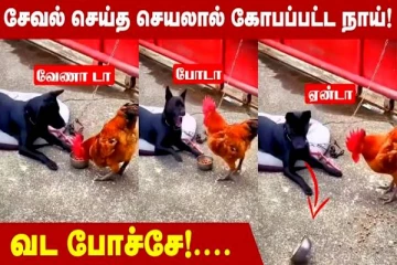 இது என்னடா கொடுமையாக இருக்கு.. நாயிற்கு வைத்து சாப்பாட்டை தட்டி பறித்த சேவல்!