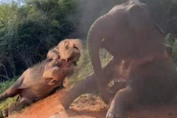 மடு பிரதேசத்தில் வீதியில் உயிருக்கு போராடும் ஐந்தறிவு ஜீவன்