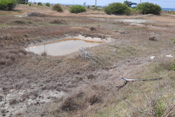 யாழில் வயல் நிலங்களுக்கு ஏற்பட்டுள்ள அபாயம்!(Photos) | Danger To Paddy Fields