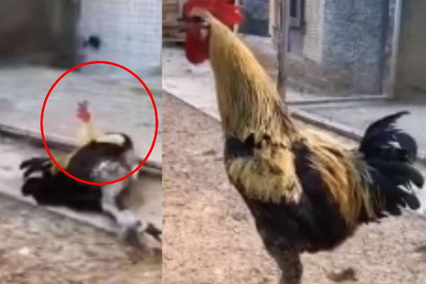 தம் கட்டி கூவி கூவி மயக்கம் போட்டே விழுந்த சேவல்....இறுதி வரை பாருங்க! | Chicken Viralvideo Entertainment