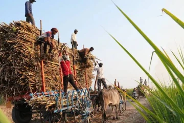 செயற்கை நுண்ணறிவு தொழில்நுட்பம் மூலம் கரும்பு விவசாயம்.., அசத்தும் விவசாயிகள்