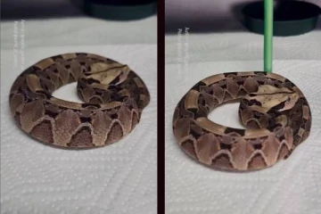 viral video: கொடிய விஷம் கொண்ட Gaboon Viper பாம்பிடம் சேட்டை செய்த நபர்... இறுதியில் என்ன நடந்தது?