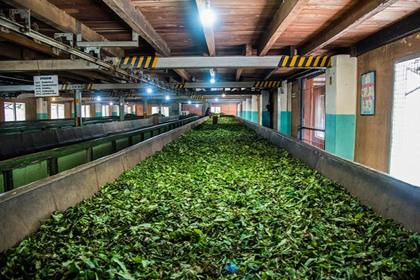 தேயிலை உற்பத்தி சிறந்த மட்டத்தில் காணப்படுகிறது: ரமேஷ் பத்திரண | Minister Ramesh Pathirana Said He Expects The Tea