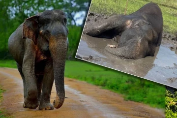 மூன்று நாட்களாக வயல் சேற்றில் சிக்கிய யானை பரிதாபமாக உயிரிழப்பு