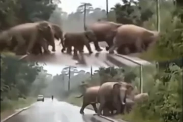 Viral Video: யானை மனிதருக்கு நன்றி கூறி பார்த்ததுண்டா? நபர் செய்த உதவிதான் என்ன?