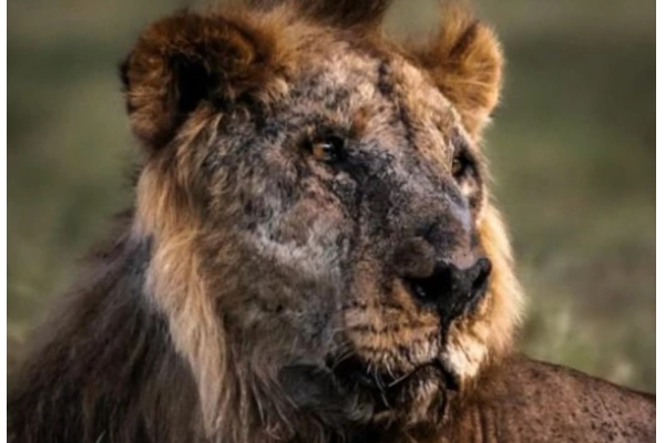ஈட்டி பாய்ந்து உலகின் மிக வயதான சிங்கம் மரணம் | World Oldest Lion Speared To Death