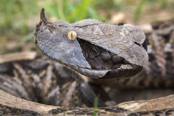 கொடிய விஷம் கொண்ட Gaboon Viper பாம்பை அசால்ட்டாக தூக்கிய நபர்! மெய்சிலிர்க்கும் காட்சி | A Man Handling Dangerous Gaboon Viper Snake Video