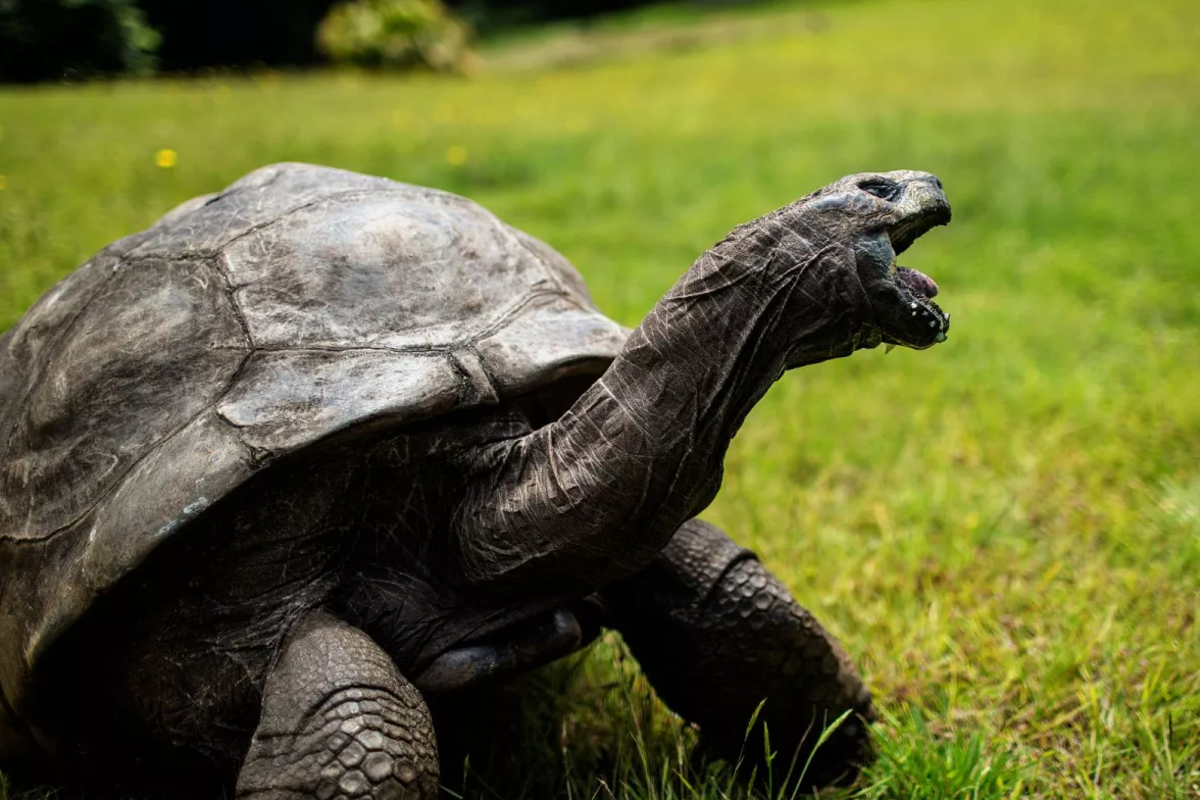 உலகிலேயே அதிக ஆண்டுகள் வாழும் உயிரினம்.., எது தெரியுமா? | Which Living Creature Has The Longest Lifespan