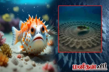மனித மூளைக்கே ட்ஃப் கொடுக்கும் Puffer Fish! வியக்க வைக்கும் கலைப்படைப்பு எதற்காக தெரியுமா?
