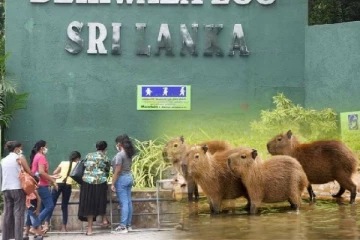 தெஹிவலை மிருகக்காட்சிசாலையில் உலகின் பெரிய எலிகள்