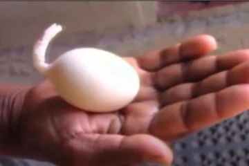 ලංකාවේ කිකිළියක් අමුතු බිත්තරයක් දමයි - (PHOTO)