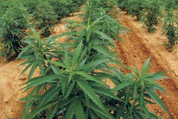 தமிழர்பகுதியில் ஆபத்தான பயிர்; அதிர்ச்சியில் பொலிஸார் | Ganja Plantation In Tamil Area