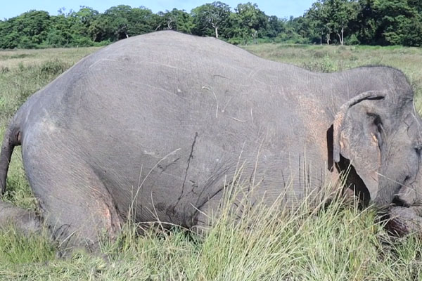 முல்லைத்தீவில் துப்பாக்கி சூட்டுக்கு இலக்காகி யானை உயிரிழப்பு | An Elephant Was Shot Dead In Mullaithivi