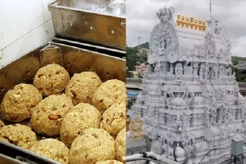 திருப்பதி லட்டில் எப்படி மாட்டுக்கொழுப்பு - பகீர் தகவல் தெரிவித்த கோவில் அதிகாரி!