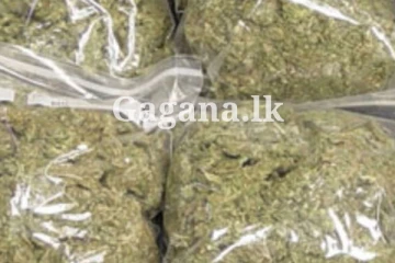 කෝටියක් වටිනා කේරළ ගංජා වැටලූ සූක්ෂම මෙහෙයුම.