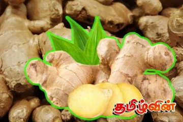 இஞ்சியின் விலை சடுதியாக அதிகரிப்பு