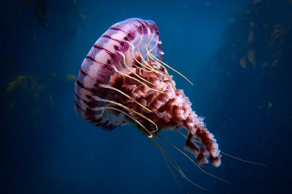 jelly fish attacks French nuclear plant to shut, பிரான்சில் அணுமின் நிலையத்தை சூழ்ந்த ஜெல்லி மீன்கள்! நிறுத்தப்பட்ட மின் உற்பத்தி