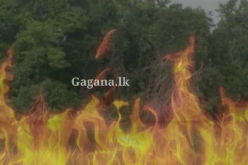 රක්ෂිත දෙකක ගින්නක් ඇවිලී යයි - විශාල ප්‍රදේශයක් විනාශ වෙලා.