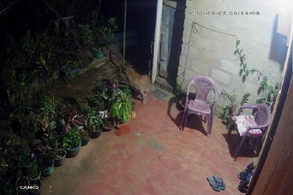 வீடுகளுக்கு வரும் சிறுத்தை புலிகள்-அச்சத்தில் கிராம மக்கள் | Villagers In Fear Of Leopard Coming To Houses
