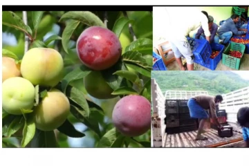 கொடைக்கானலில் தொடர்மழையால் விளைச்சல் இல்லை - மலைவாழ் விவசாயிகள் கவலை