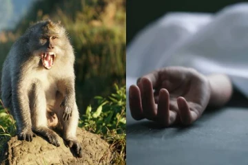 குரங்கால் உயிரிழந்த மாணவி - மொட்டை மாடியில் நிகழ்ந்த சோகம்