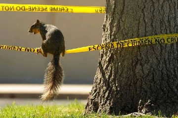 சீனாவில் அணில்களுக்கு வழங்கப்படும் சிறப்பு பயிற்சி: போதை பொருள் கும்பல்கள் அதிர்ச்சி