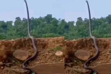 Viral Video: மனிதரைப் போன்று எழுந்து நின்ற ராட்சத ராஜநாகம்! மிரள வைக்கும் காட்சி