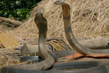 காதலுக்காக ராஜ நாகங்களுக்குள் அரங்கேறிய போர்: காத்திருந்த பெண் ராஜநாகம்