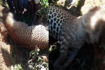 மஸ்கெலியாவில் உயிரிழந்த நிலையில் மீட்கப்பட்ட சிறுத்தைப்புலி (Photos)