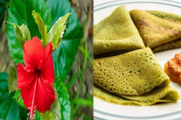 மருத்துவ குணங்கள் நிறைந்த செம்பருத்தி இலை தோசை!