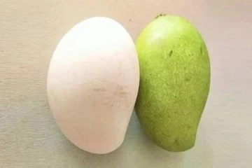 அட என்னது வெள்ளை நிறத்துல மாங்காவா? இணையத்தில் வைரலாகும் புகைப்படம்