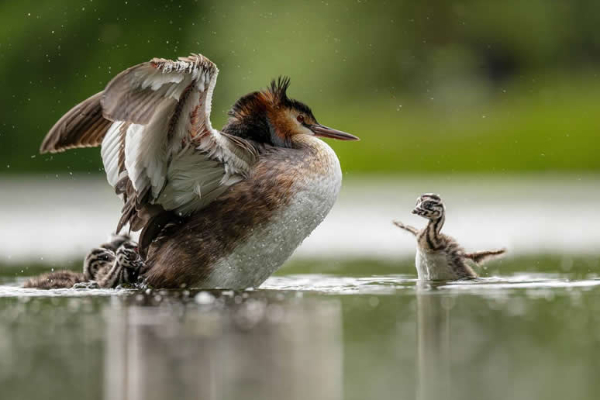 නිමක් නොවන දරු සෙනෙහසේ අරුමය කියන 