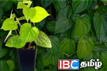 வெற்றிலைக் கொடியை வீட்டில் வளர்க்கலாமா...எந்த திசையில் வைக்க வேண்டும்....