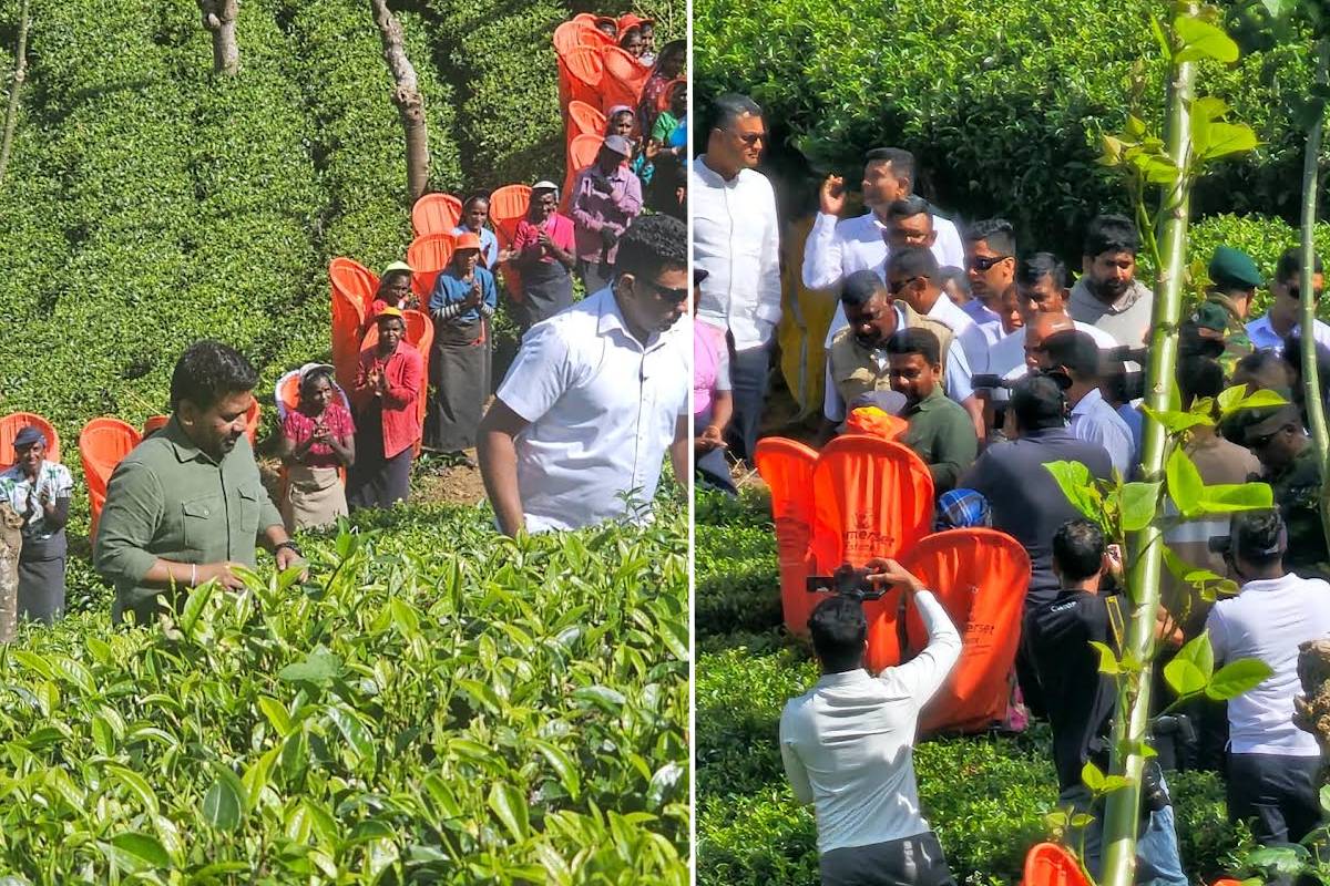 அரசாங்கத்தின் புதிய சிலோன் தேயிலை கிராமங்கள் 500 திட்டம்- மலையக மக்களின் வாழ்தாரத்தை கேள்விக்குறியாக்குமா..! | Ceylon Tea Villages 500 Project அரசாங்கத்தின் புதிய சிலோன் தேயிலை கிராமங்கள் 500 திட்டம்- மலையக மக்களின் வாழ்தாரத்தை கேள்விக்குறியாக்குமா..! | Ceylon Tea Villages 500 Project
