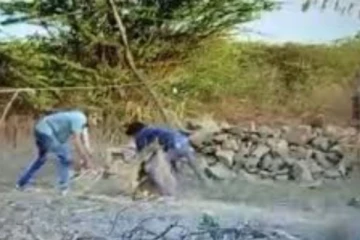 வெறும் கையினால் சீறிப்பாய்ந்து சிங்கக்குட்டியை காப்பாற்றிய நபர்... தீயாய் பரவும் கலக்கல் காணொளி