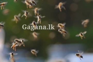 කාන්තාවන් 04ක් රෝහලට ‍‍යැවූ බඹර ප්‍රහාරය - එක් කාන්තාවක් මිය යයි.