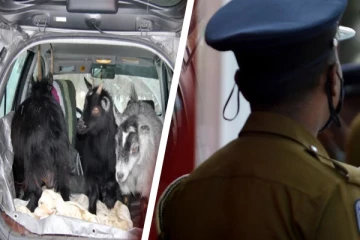 சொகுசு காரில் ஆடுகள் கடத்தல்; வசமாக சிக்கிய நபர்கள்