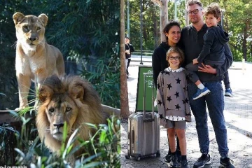 தப்பிய 5 சிங்கங்கள்... 30 நொடிகளில் வெளியேற சொன்ன குடும்பம்: மரண பயத்தைக் காட்டிய தருணம்