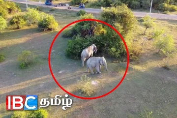 கிழக்கு மாகாணத்தில் சுற்றித் திரியும் வெள்ளை யானை ஜோடி : பார்க்க படையெடுக்கும் சுற்றுலாதாரிகள்