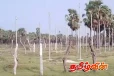 வெற்றிலைக்கேணியில் அத்துமீறி சுவீகரிக்கப்படும் பல ஏக்கர் கணக்கான அரச காணி
