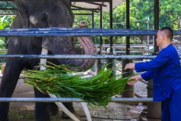முத்துராஜாவின் நிலைவேண்டாம்; இலங்கையில் இருந்து புறப்படும் இரு யானைகள்!