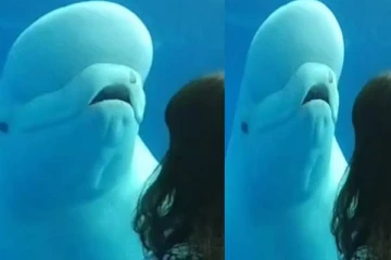 இளம்பெண்ணை முறைத்த திமிங்கலம். வெளியான சுவாரஸ்ய புகைப்படம்.!