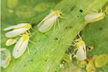 யாழில் தென்னை மரங்களுக்கு வெள்ளை ஈ பாதிப்பு ; பாதுகாப்புக்கு புதிய வேலைத்திட்டம்