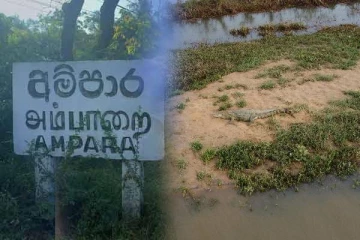 அம்பாறையில் மீன் பிடிக்க சென்று முதலையிடம் சிக்கிய பெண்