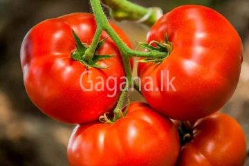 තක්කාලි මිල මෙච්චර අඩුවෙයි කියලා හීනෙකින්ව හිතුවද?