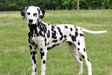 என்கிட்ட வைச்சுகிட்ட உனக்கு கடிதாண்டி! சிரிக்க வைக்கும் நாயும் பூனையும்...