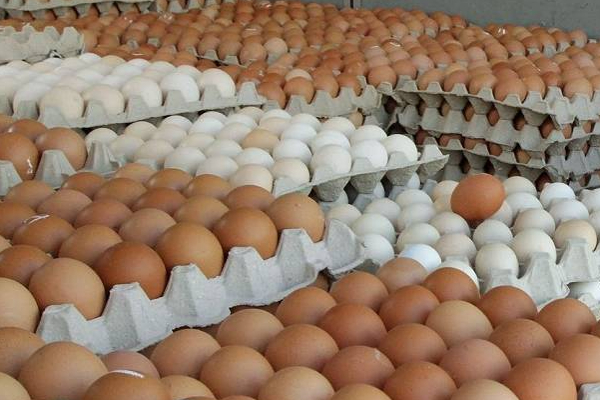 இலங்கையில் மேலும் 10 இலட்சம் முட்டைகள் இறக்குமதி! | 10 Lakh Eggs Imported From India To Sri Lanka