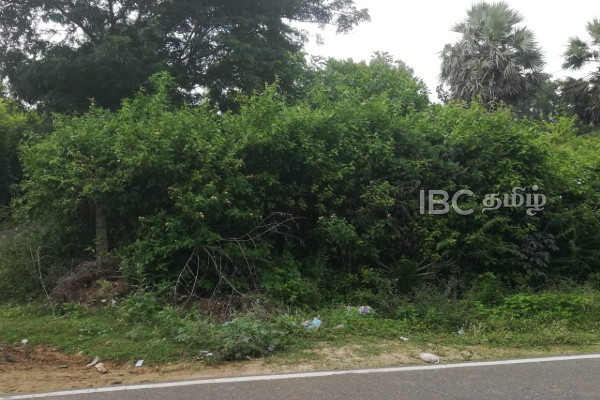 யாழில் பற்றைக்காடாக காட்சியளிக்கும் இந்து மயானம் | Hindu Cemetery In Jaffna Which Looks Like Forest