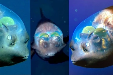 හිටි හැටියේ ම මතු වූ කොළපාට ඇස් සහිත පිටසක්වල මසුන්...ත්‍රාස්‍යජනක අත්දැකීමක්(PHOTOS)